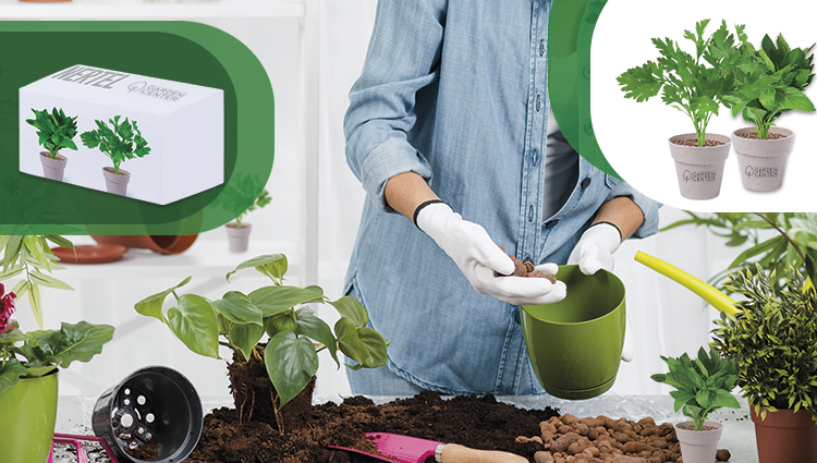 Plantas aromáticas personalizadas con logo